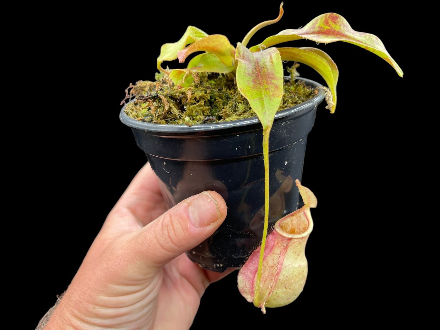 Nepenthes (mirabilis x coccinea) x Hookeriana- Nice Size! 