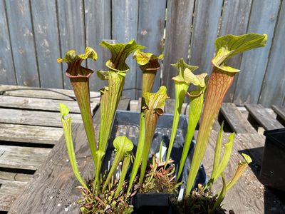 Sarracenia ‘ Potty Mouth ’ X ‘ Saurus ‘ 