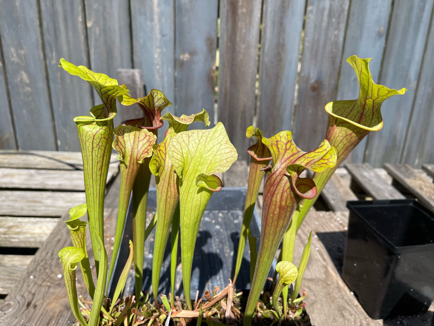 Sarracenia ‘ Potty Mouth ’ X ‘ Saurus ‘ 