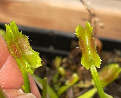 Dionaea muscipula “Space” (small)