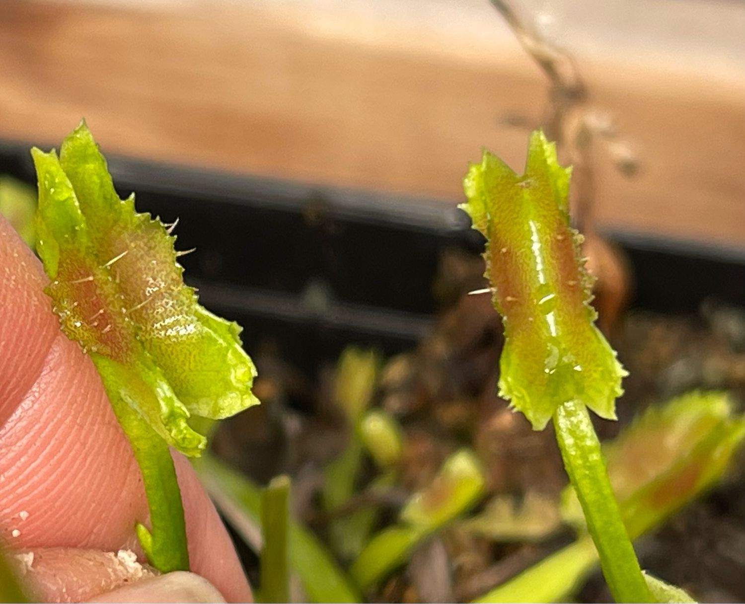 Dionaea muscipula “Space” (small)