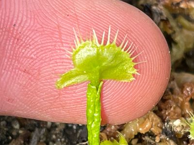Dionaea muscipula “Spider Man” (small)