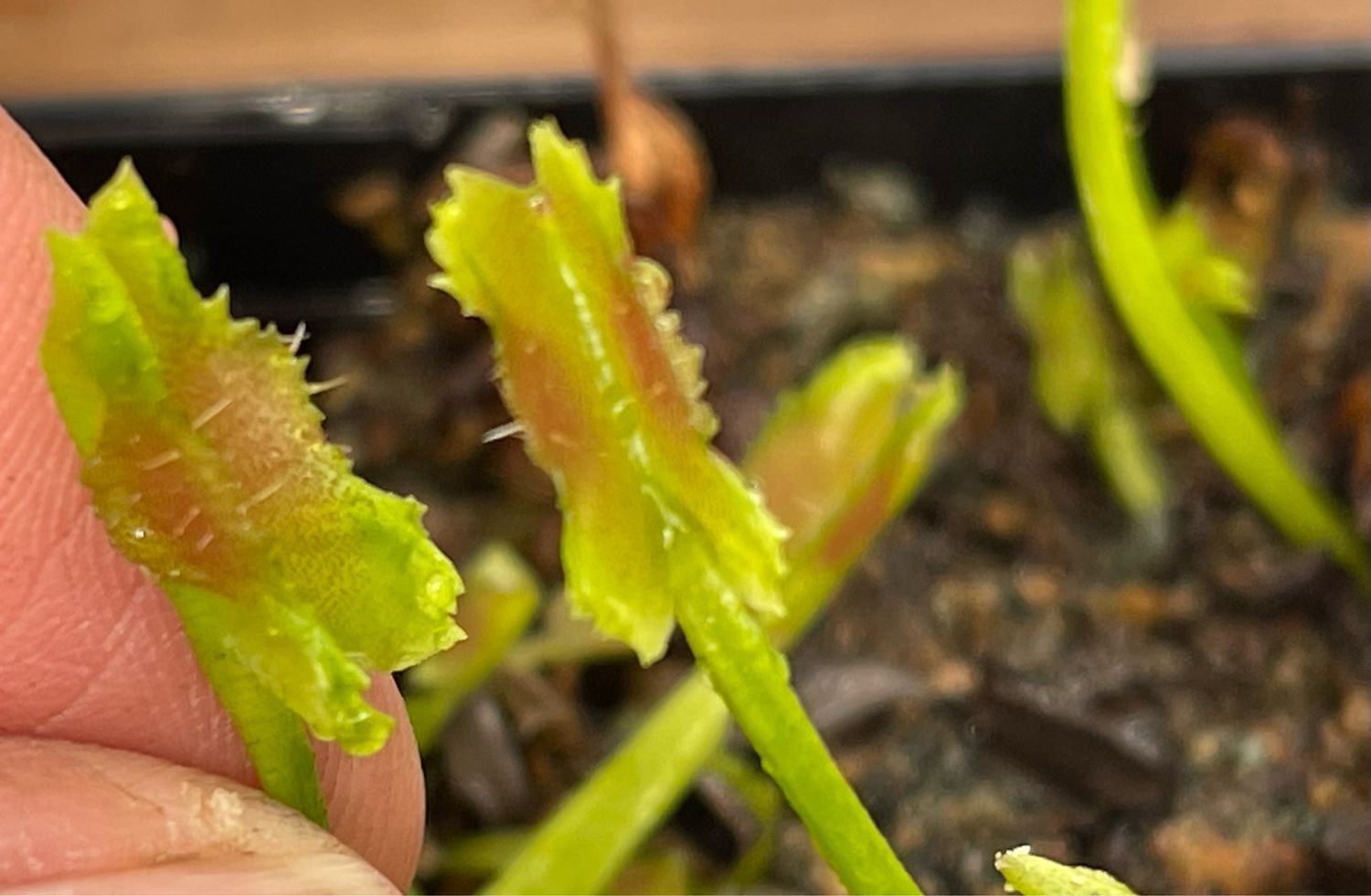 Dionaea muscipula “Space” (small)
