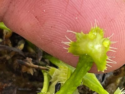 Dionaea muscipula “Spider Man” (small)