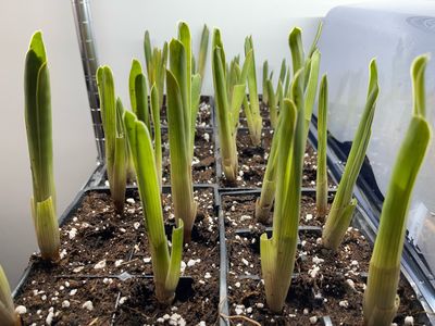 Brocchinia reducta - Carnivorous Bromeliad