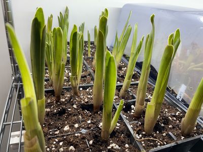 Brocchinia reducta - Carnivorous Bromeliad
