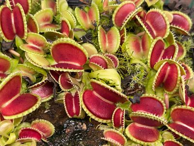 Dionaea muscipula  “Green Wizard” Venus Flytrap (small)