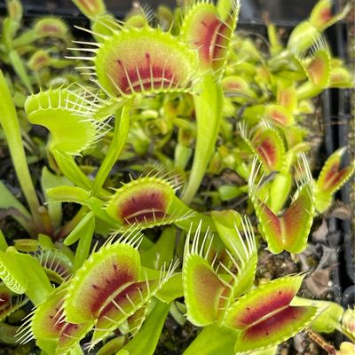 Dionaea muscipula  “Red Bull” Venus Flytrap (small)