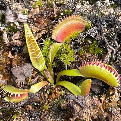 Dionaea muscipula &#39;&#39;Louchapates’’ (small)