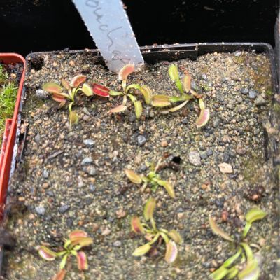 Dionaea muscipula ''Louchapates’’ (small)