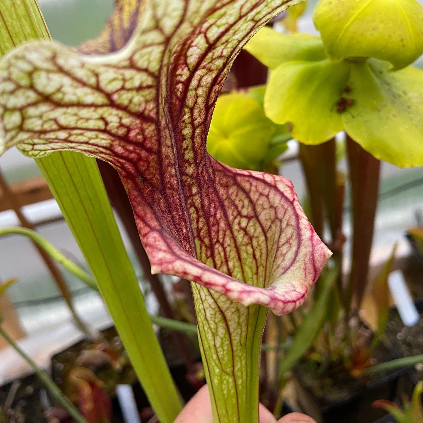 Sarracenia ‘Crown of Thorns’ Large Single Division 