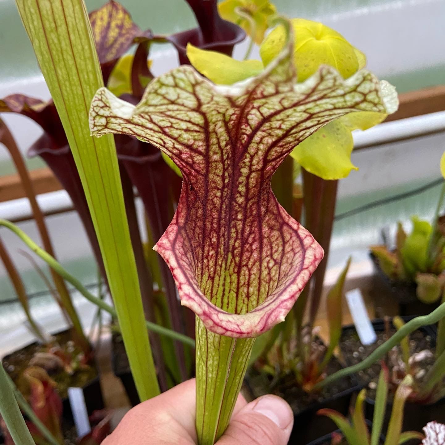Sarracenia ‘Crown of Thorns’ Large Single Division 