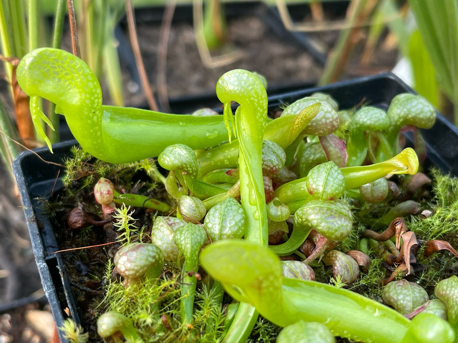 Darlingtonia californica  “ Mike Brooks 2” x “Suislaw “ - (Young Adults)