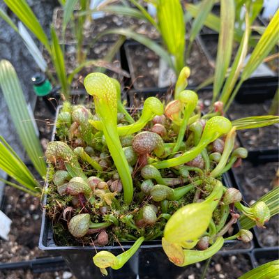 Darlingtonia californica  “ Mike Brooks” x “Scottish “ - (Young Adults)
