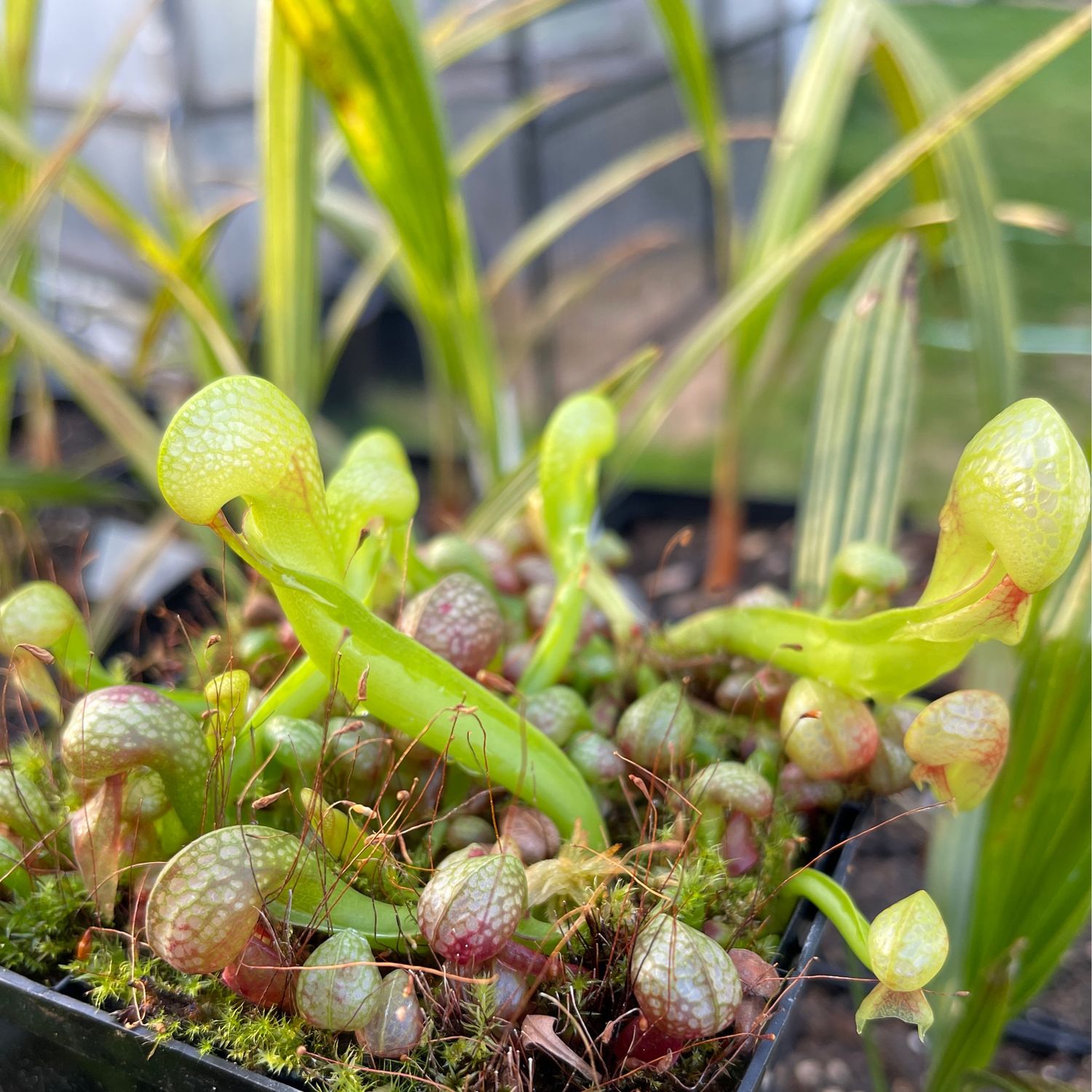Darlingtonia californica  “ Mike Brooks” x “Scottish “ - (Young Adults)