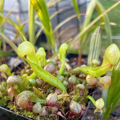 Darlingtonia californica  “ Mike Brooks” x “Scottish “ - (Young Adults)