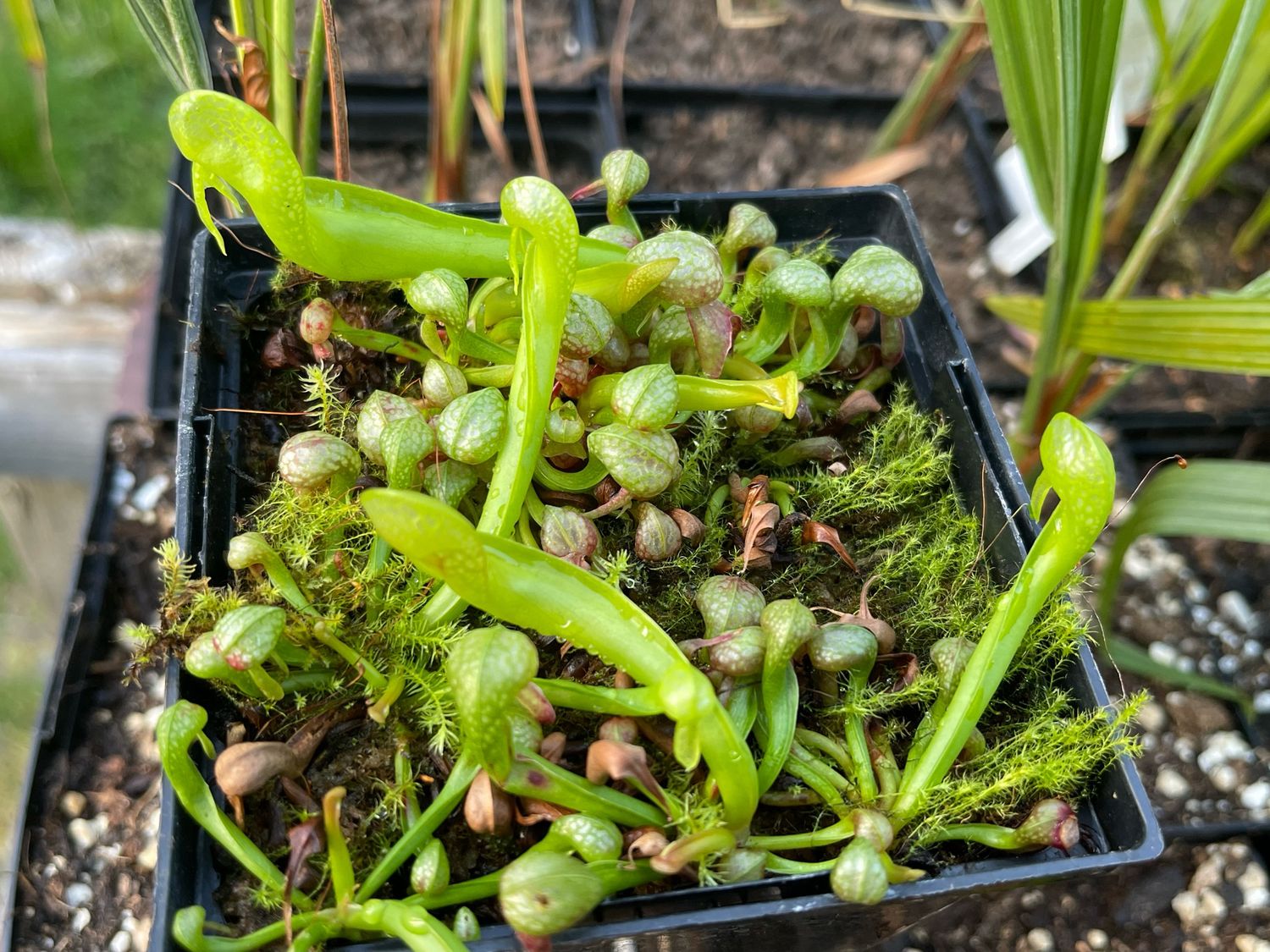 Darlingtonia californica  “ Mike Brooks 2” x “Suislaw “ - (Young Adults)