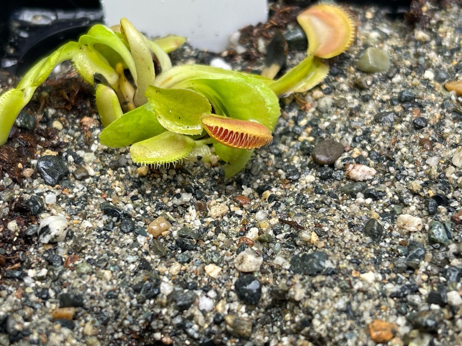 Dionaea muscipula Ramesse I (small)