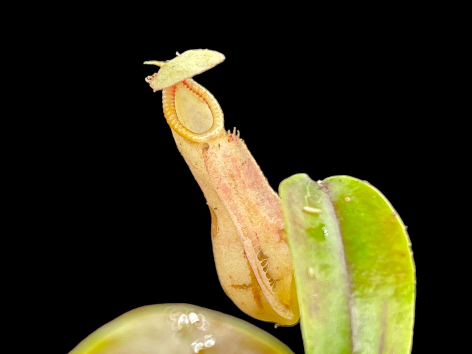 Nepenthes rafflesiana 