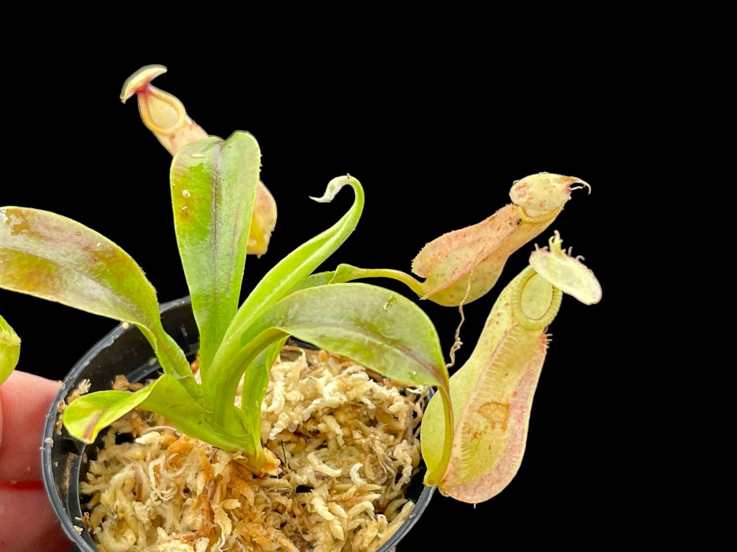 Nepenthes rafflesiana 