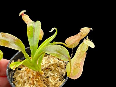 Nepenthes rafflesiana 