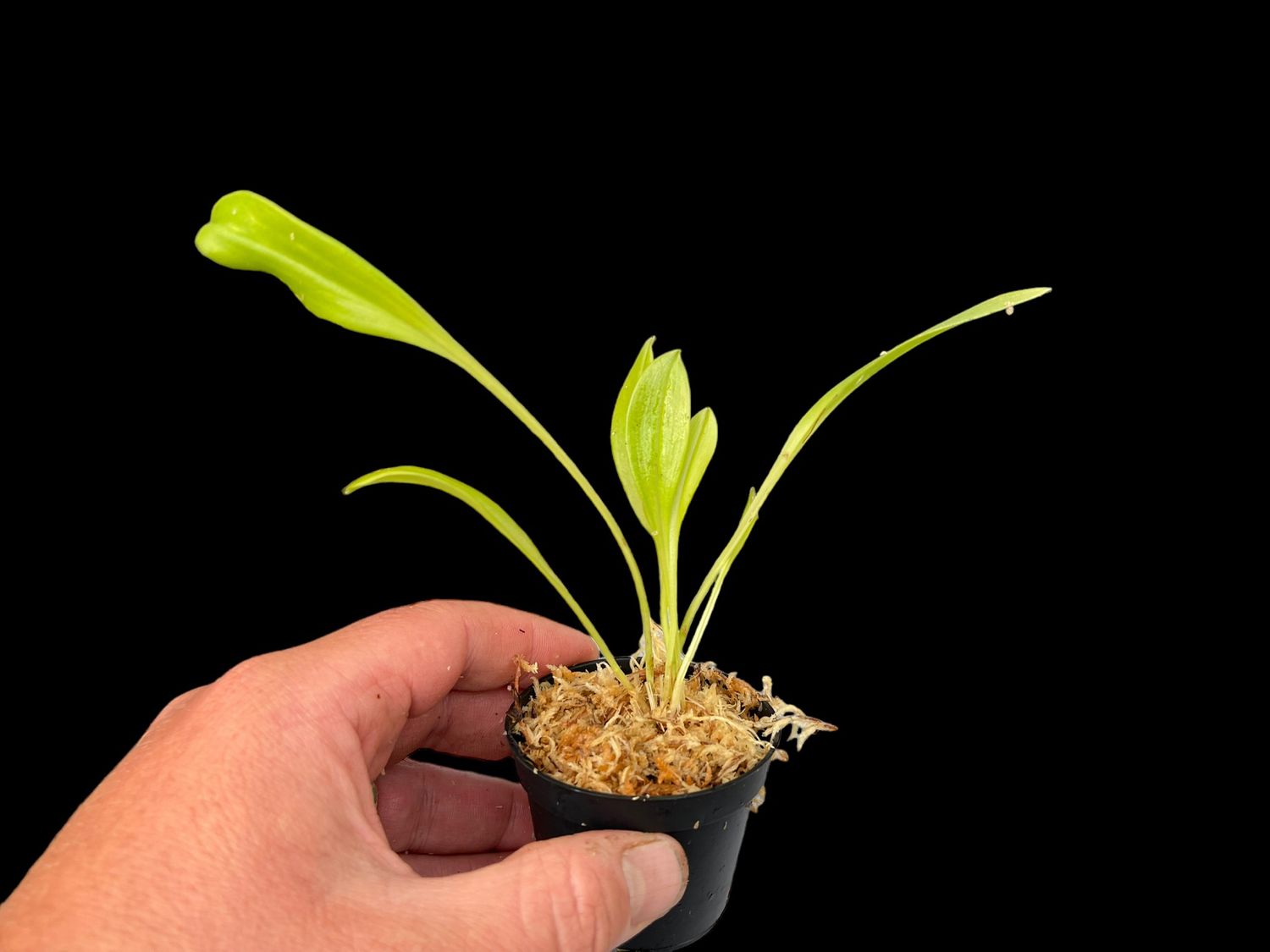 Scaphosepalum swertiifolium ssp. exiguum “The Hobbit” CHM/OAS Orchid
