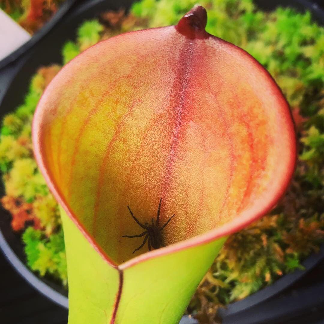 Heliamphora folliculata Juvenile Pitchers