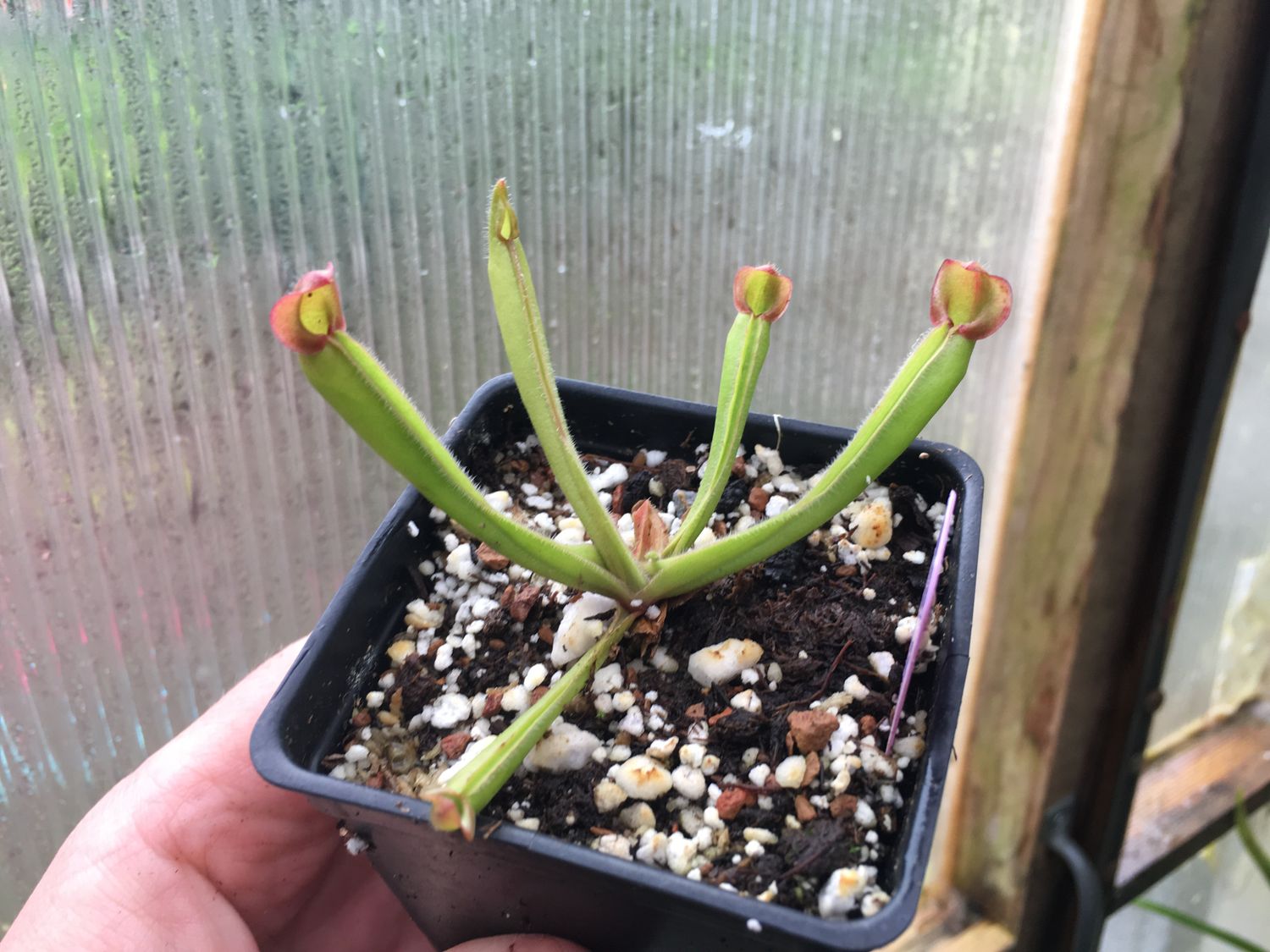 Heliamphora nutans Roraima Tepui - Juvenile Pitchers
