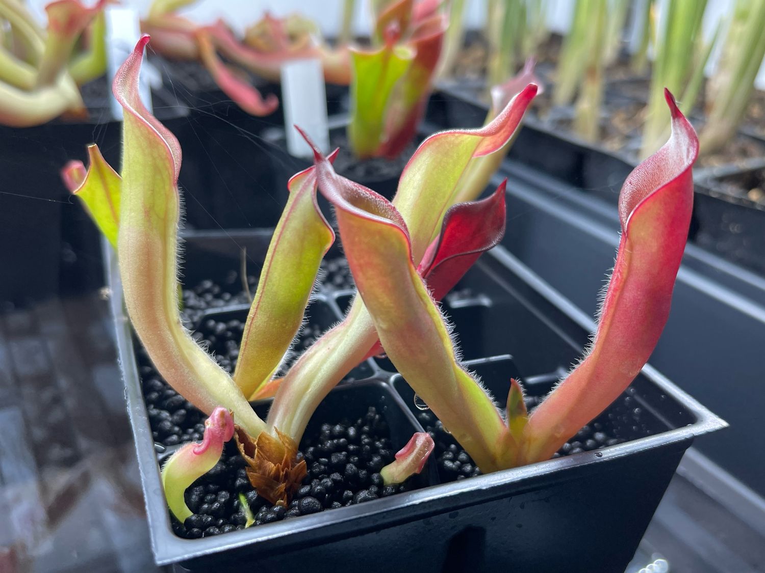 Heliamphora spec. Akopan, Akopan tepui -  Adult pitchers 