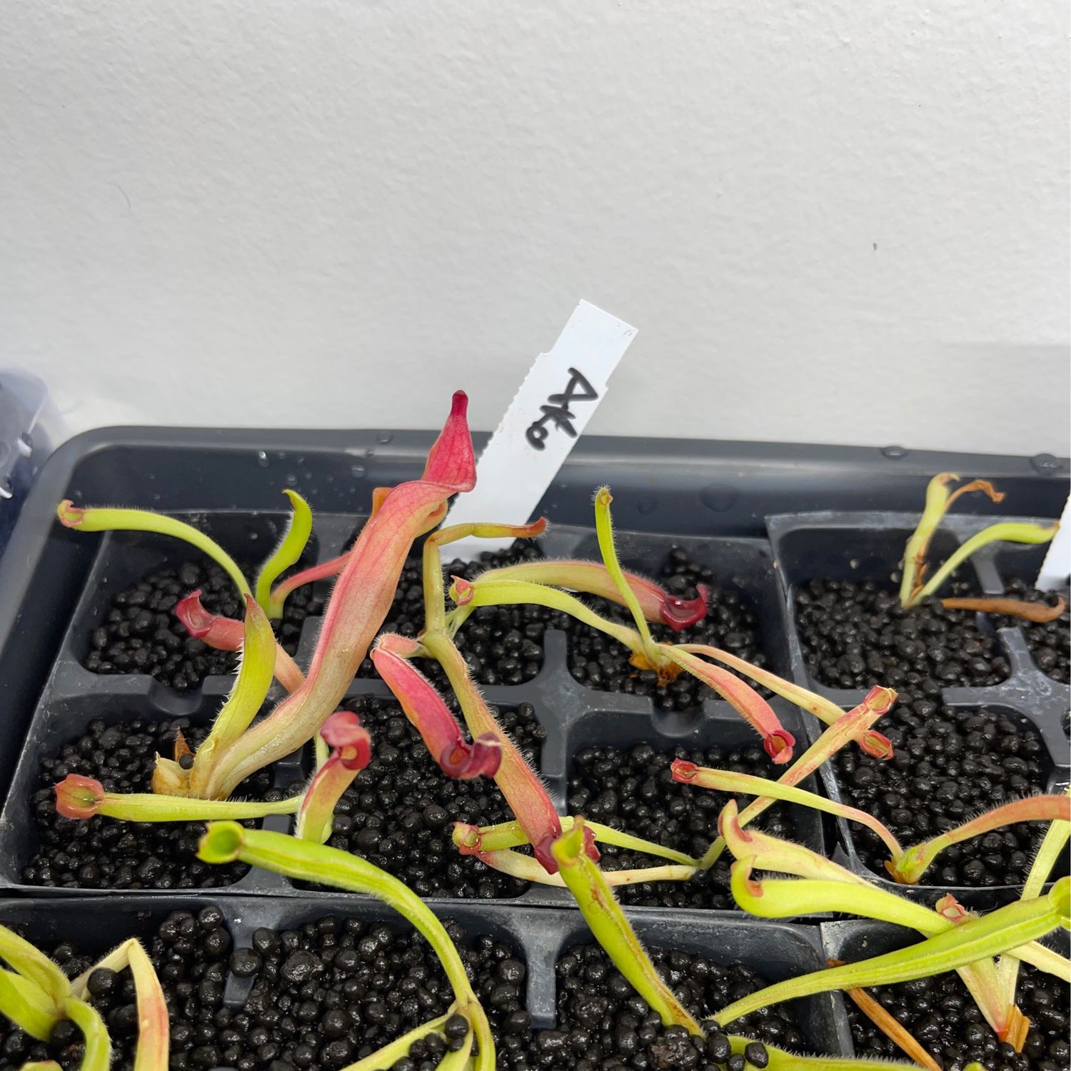 Heliamphora spec. Akopan, Akopan tepui -  Juvenile pitchers 