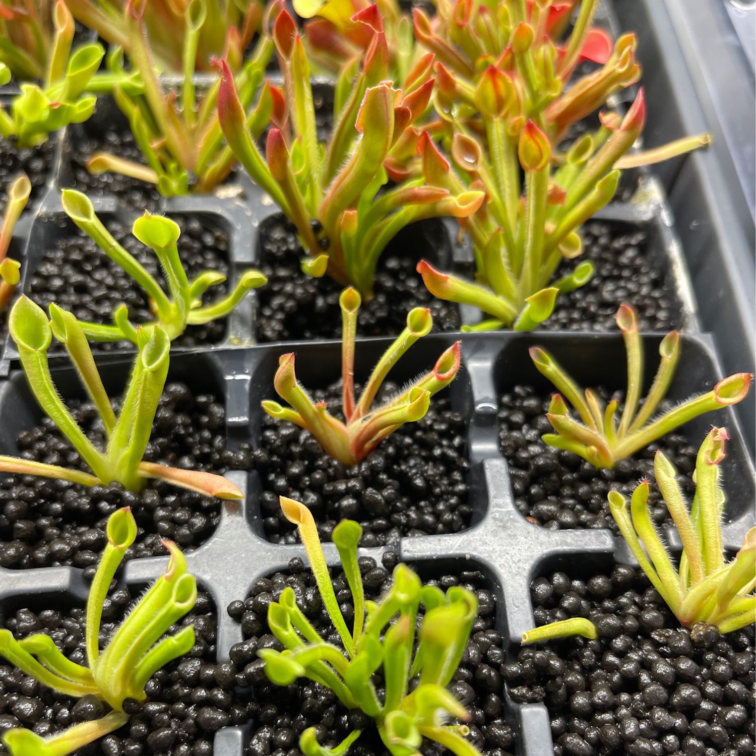 Heliamphora minor Auyan Tepui - juvenile pitchers