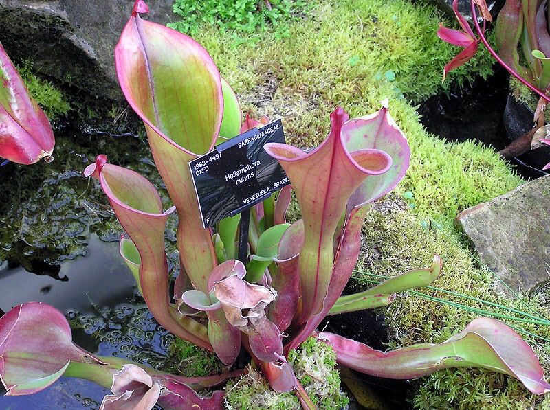 Heliamphora nutans Roraima Tepui - Juvenile Pitchers