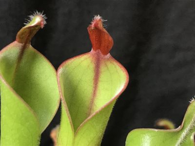 Heliamphora parva (Cerro neblina)