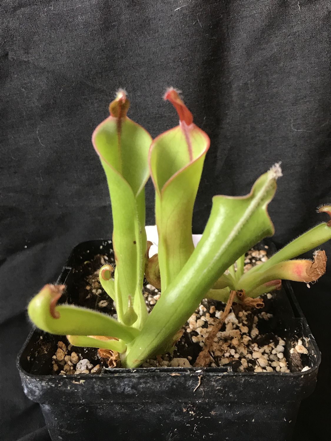 Heliamphora parva (Cerro neblina)