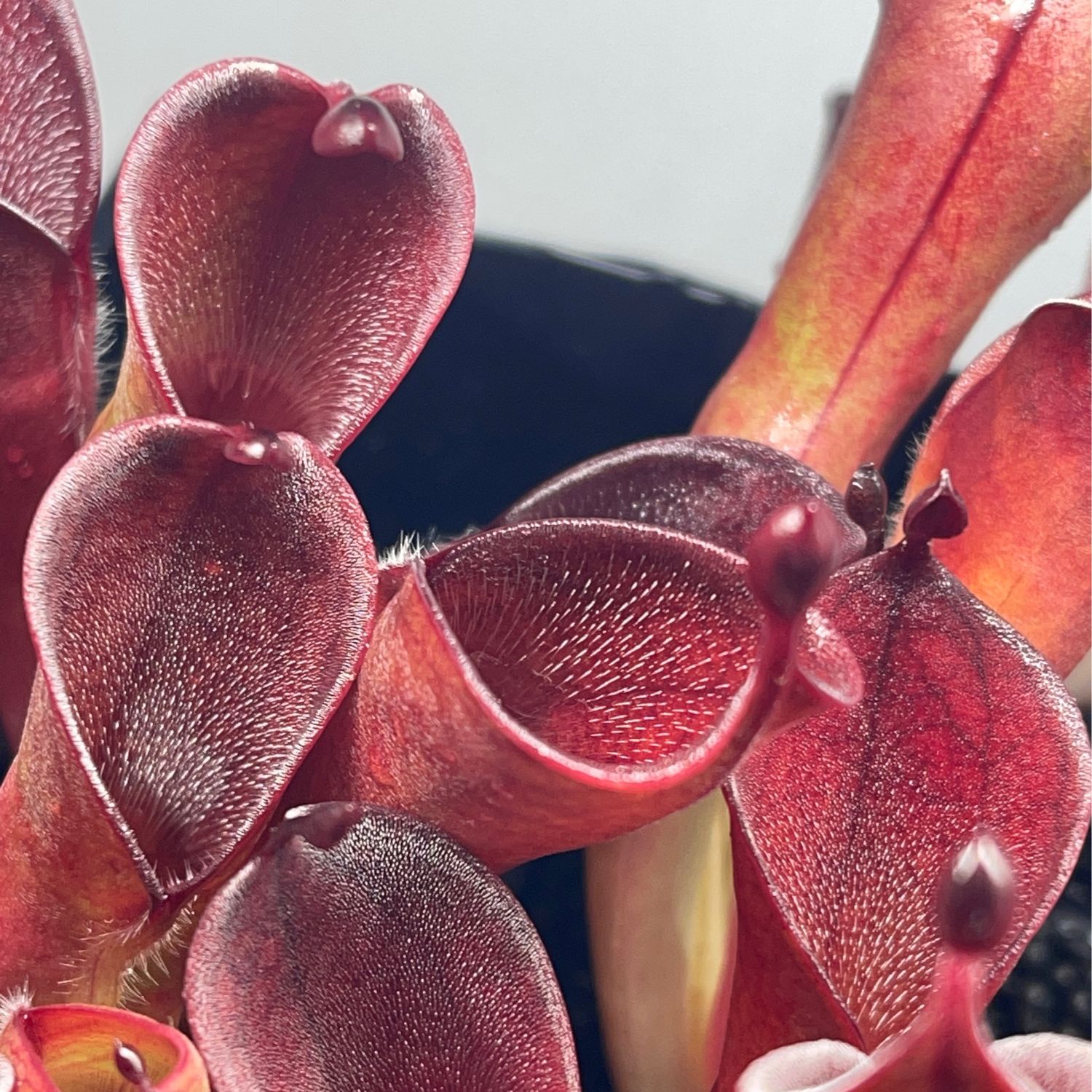 Heliamphora pulchella - Akopan Tepui - Adult Pitchers