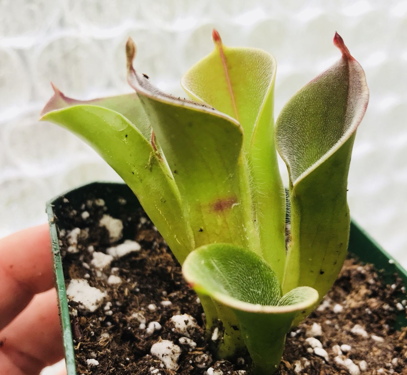 Heliamphora pulchella, Churi Tepui - Large juvenile pitchers