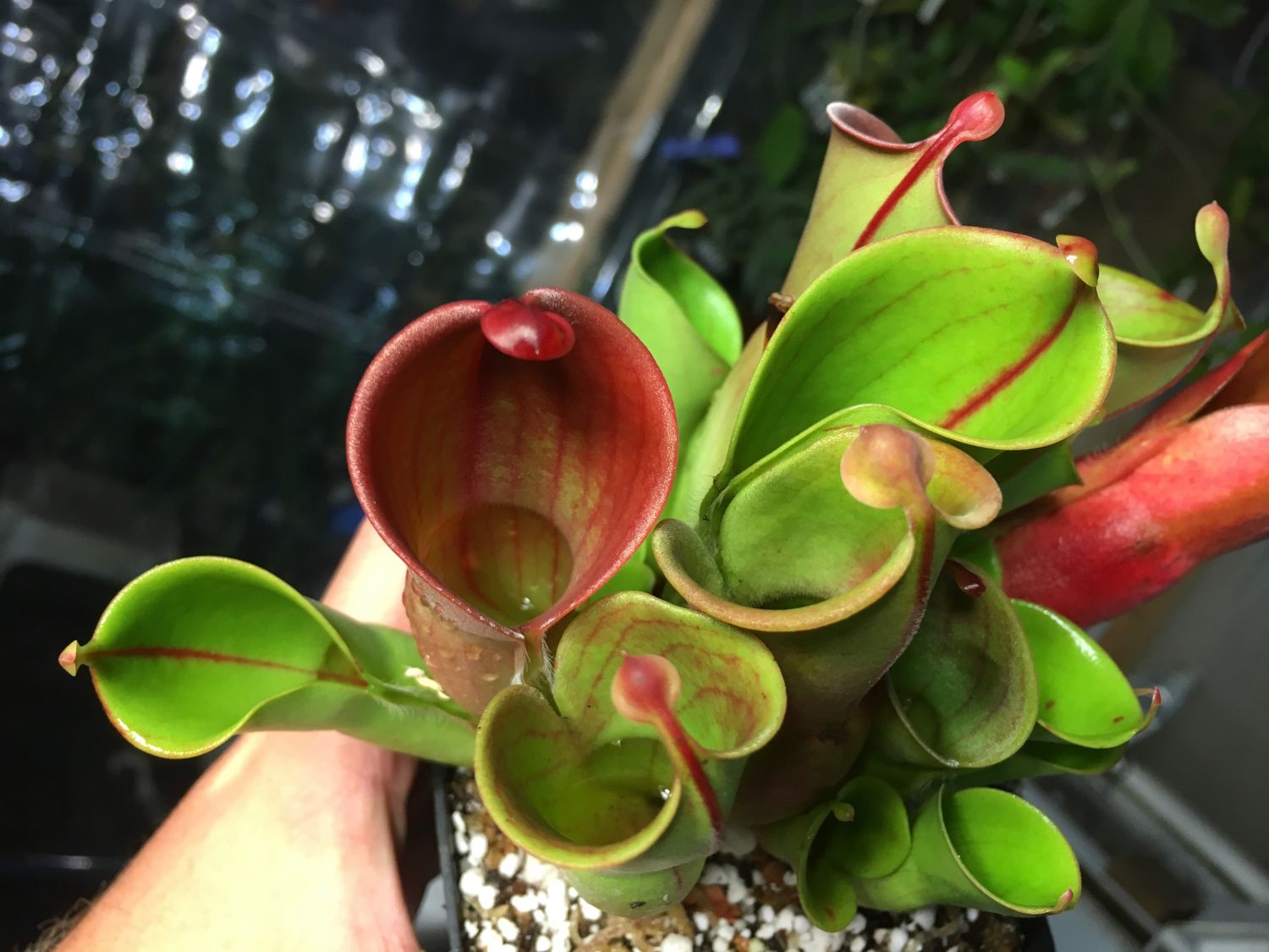 Heliamphora minor, Auyan Tepui - Adult pitchers