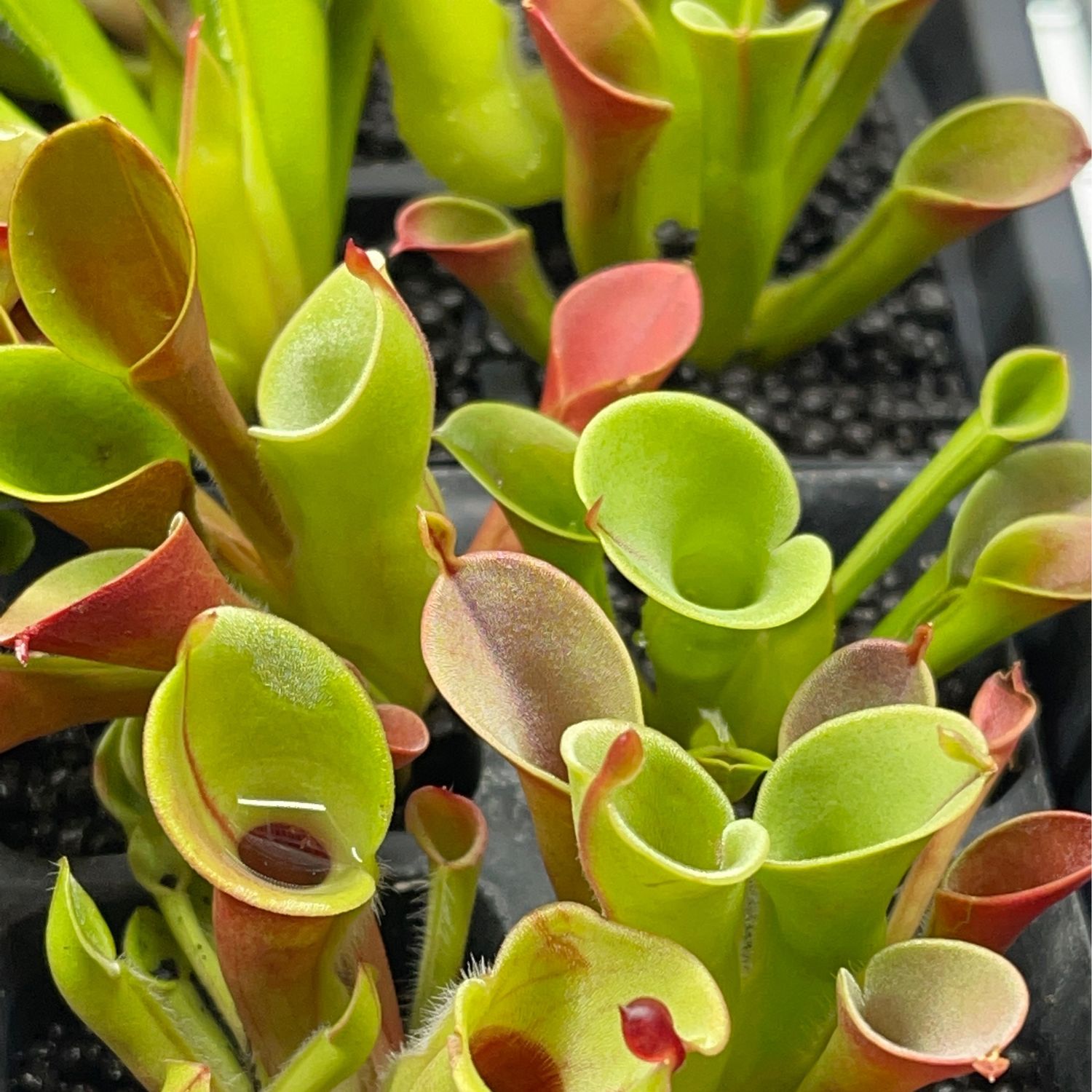 Heliamphora minor, Auyan Tepui - Adult pitchers