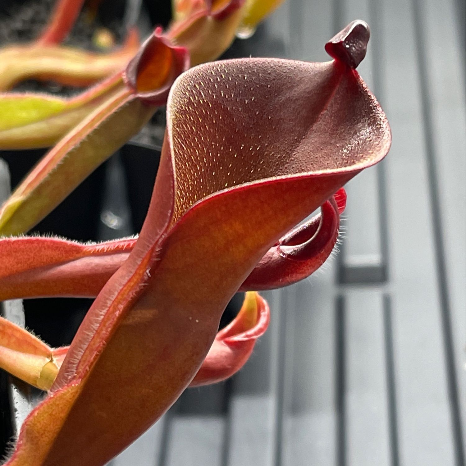 Heliamphora ionasii x pulchella, Churi tepui - Juvenile Pitchers