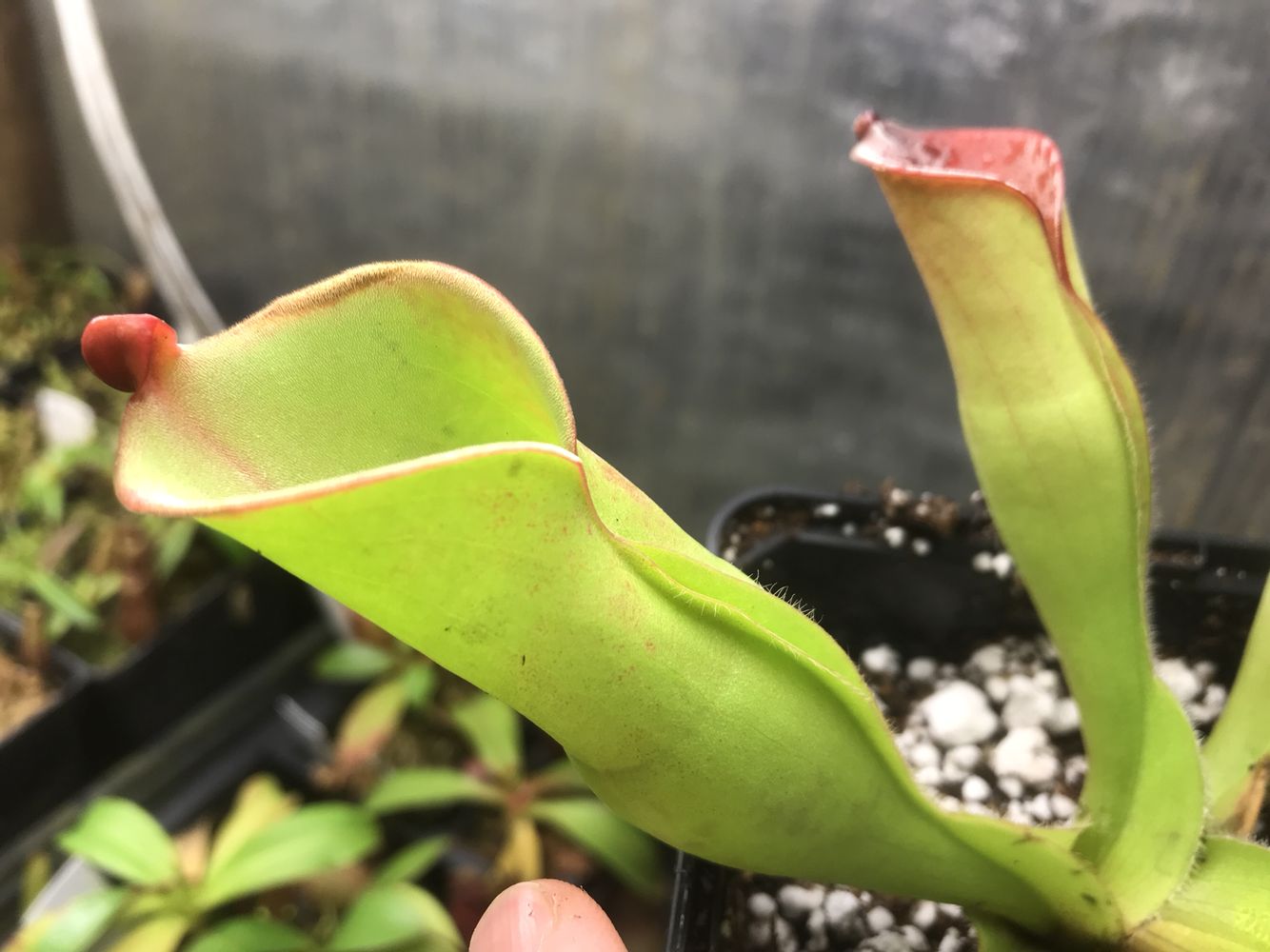 Heliamphora folliculata Juvenile Pitchers