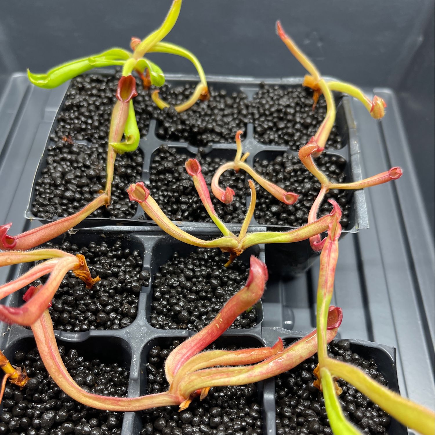 Heliamphora ionasii x pulchella, Churi tepui - Juvenile Pitchers