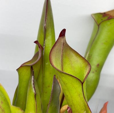 Heliamphora spec. Akopan, Akopan tepui -  Juvenile pitchers 