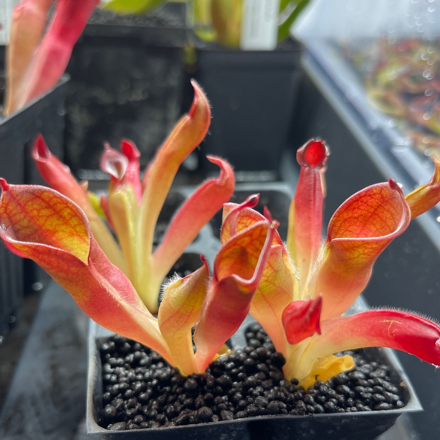 Heliamphora pulchella - Akopan Tepui - Adult Pitchers