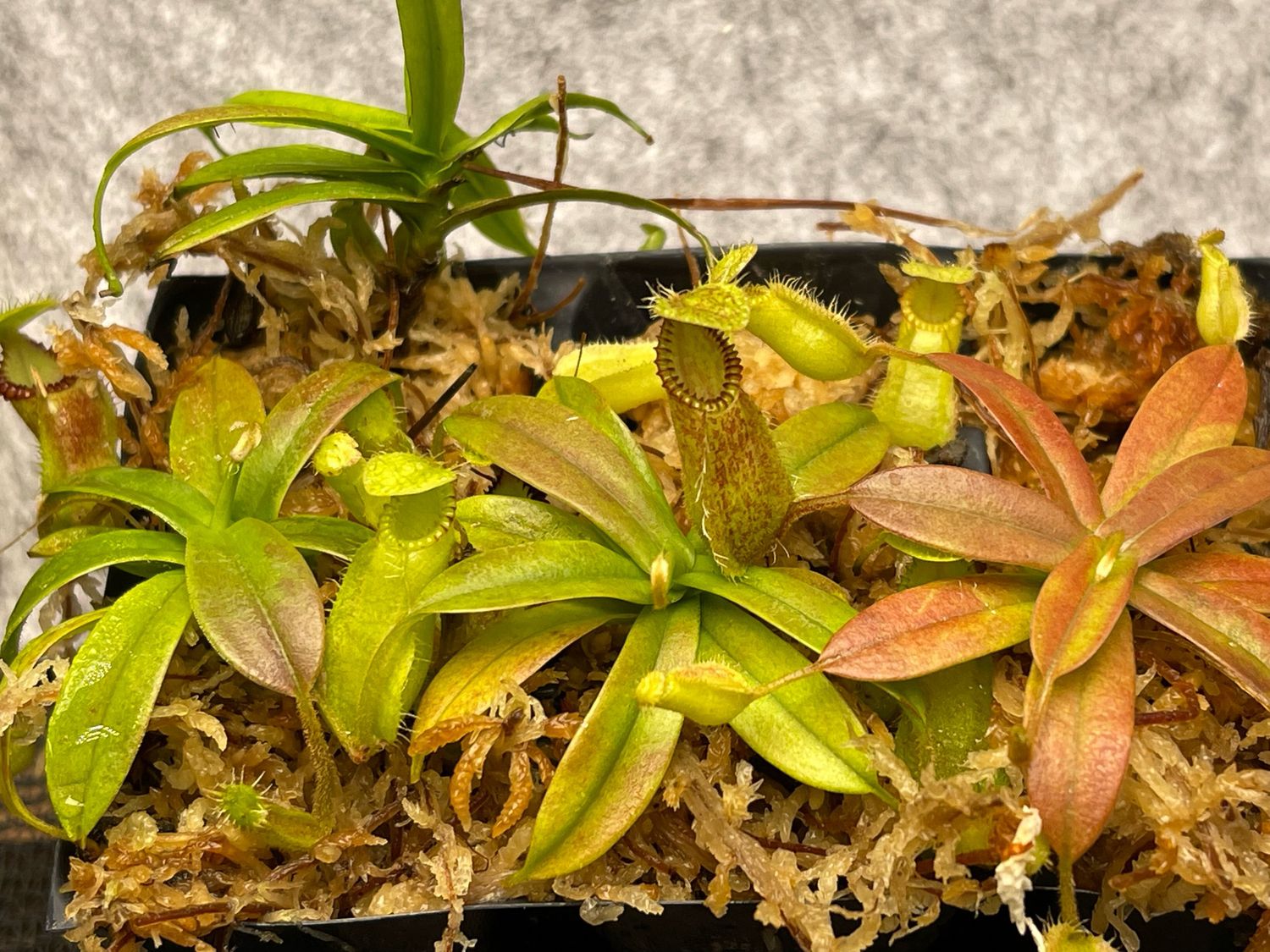 Nepenthes hamata “Dark Form” (Small) Gng. Tambusisi, Morowali NR, Central Sulawesi 