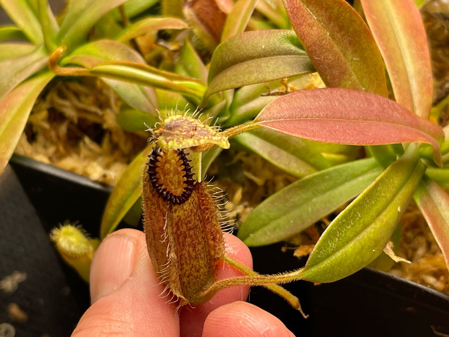Nepenthes hamata “Dark Form” (Medium) Gng. Tambusisi, Morowali NR, Central Sulawesi 