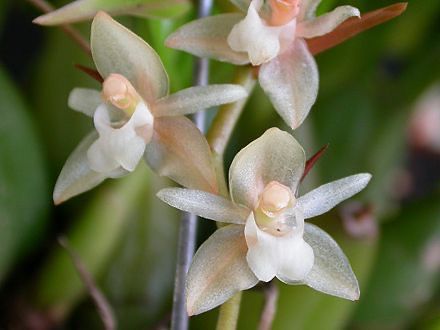 Pholidota chinensis Orchid