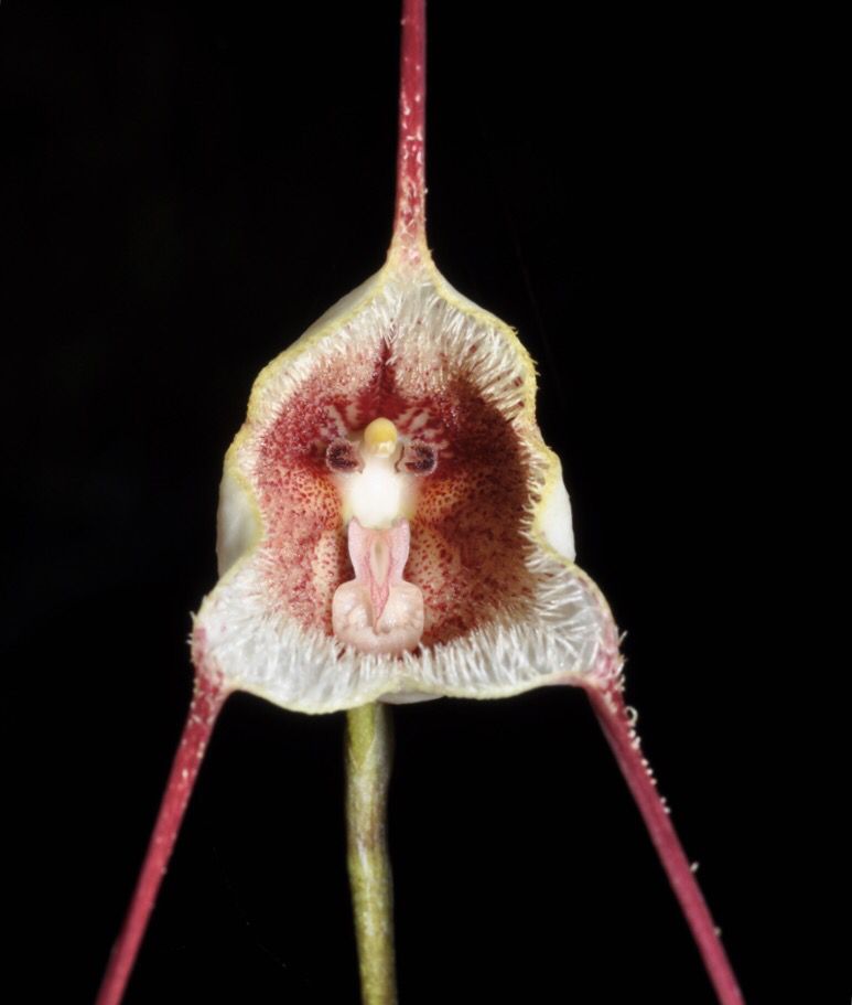 Dracula carlueri &quot;guru&quot; Orchid