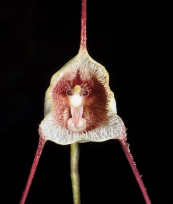 Dracula carlueri &quot;guru&quot; Orchid