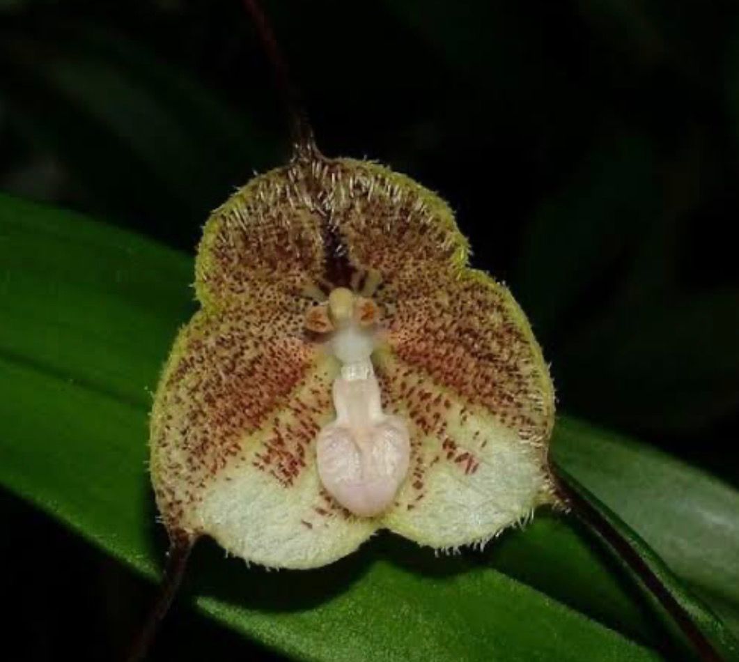 Dracula erythrochaete ‘Marsh Hallow’ Orchid