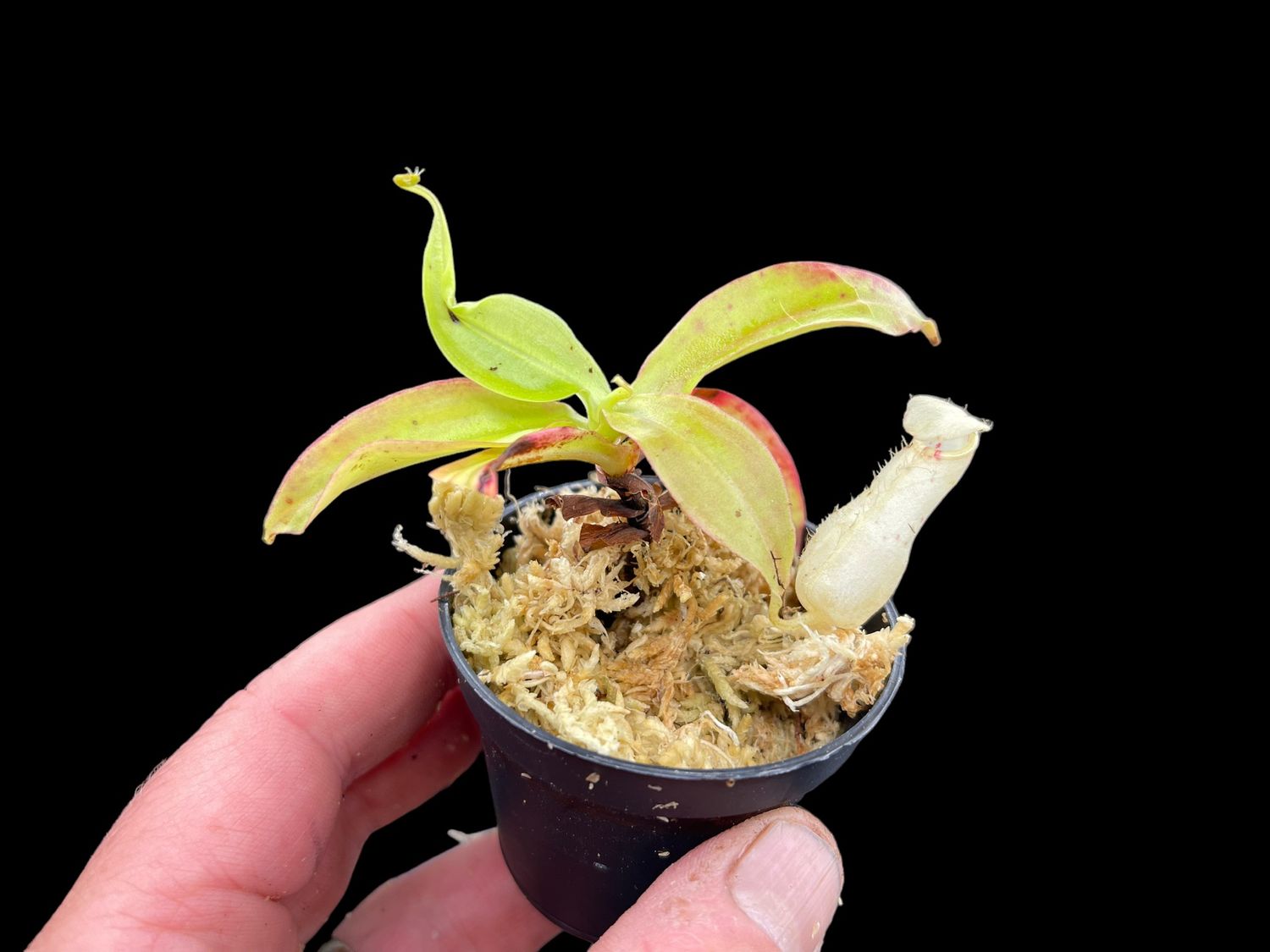 Nepenthes Nepenthes mirabilis Winged Green x northiana - Near White Pitchers! (Small)